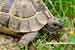 Griechische Landschildkröte / Testudo graeca / Greek Tortoise