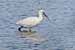 Löffler - Platalea leucordia - Spoonbill