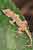 Mauergecko - Tarentola mauritanica - Moorish Gecko