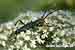 Moschusbock / Aromia moschata / Musk Beetle