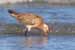 Pfuhlschnepfe / Limosa lapponica / Bar-tailed Godwit