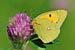 Postillion - Wandergelbling - Colias croceus - Clouded Yellow