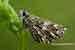 Kleiner Würfel-Dickkopffalter - Pyrgus malvae - Grizzled Skipper