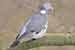 Ringeltaube / Columba palumbus / Woodpigeon