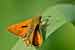 Rostfarbiger Dickkopffalter - Ochlodes sylvanus - Large Skipper