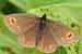 Rundaugen Mohrenfalter - Erebia medusa - Woodland Ringlet