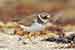 Sandregenpfeifer - Charidrius hiaticula - Ringed Plover