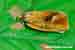 Schalenwickler Ptycholoma lecheana Leche´s Twist Moth