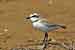 Seeregenpfeifer - Charidrius alexandrinus - Kentish Plover