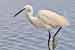 Seidenreiher - Egretta garzetta - Little Egret