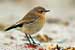 Steinschmätzer - Oenanthe oenanthe - Northern Wheatear