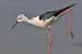 Stelzenläufer / Himantopus himantopus / Black-winged Stilt