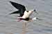 Stelzenläufer / Himantopus himantopus / Black-winged Stilt