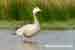 Streifengans - Anser indicus - Bar-headed Goose