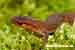 Teichmolch / Triturus vulgaris / Smooth Newt