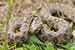 Vipernnatter / Natrix maura / Viperine Snake
