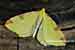 Weissdornspanner - Opisthograptis luteolata - Brimstone Moth