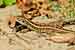 Zauneidechse / Lacerta agilis / Sand Lizard